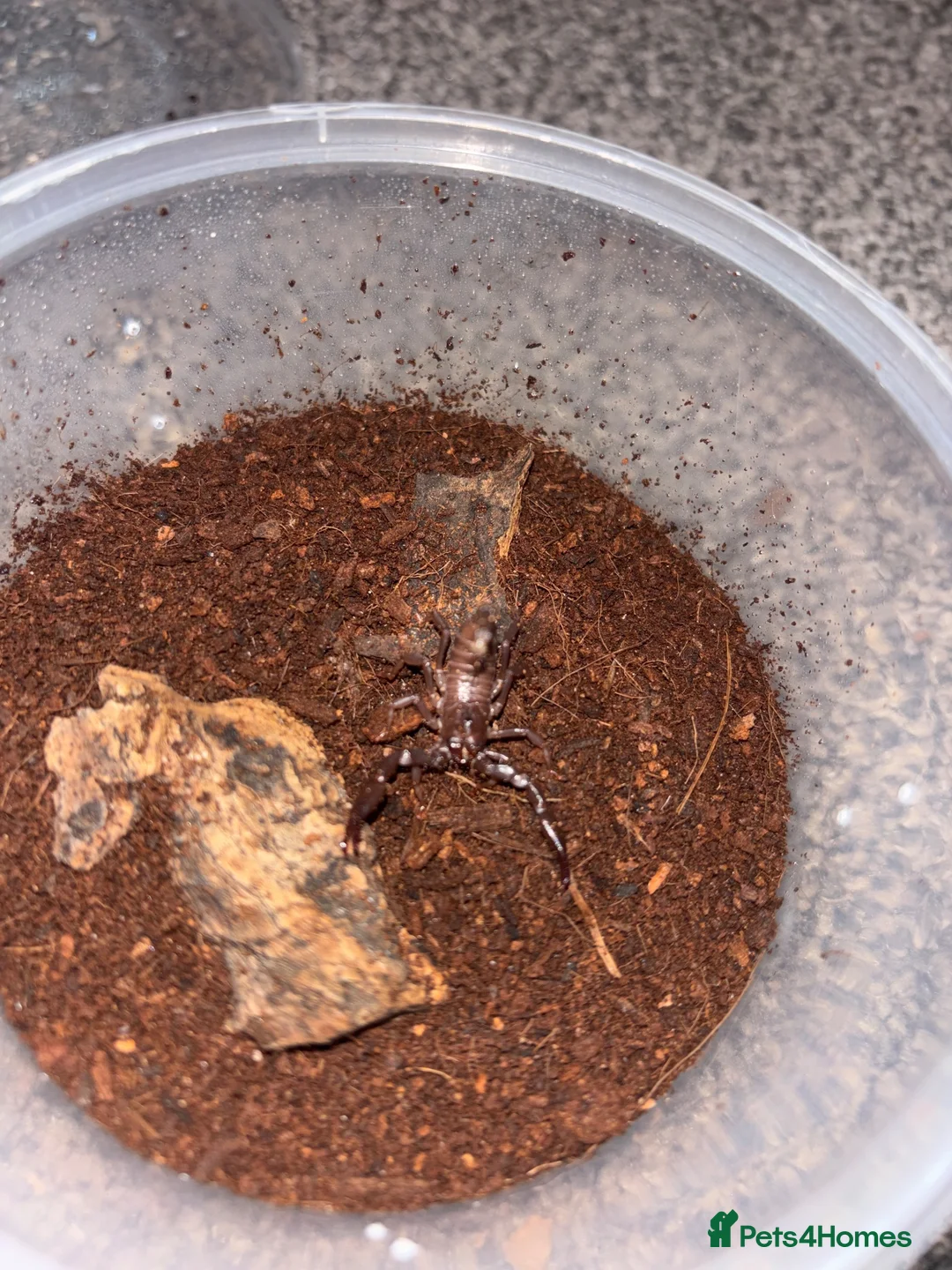 Scorpions invertebrates for sale: Baby Asian forest scorpions read description  - Advert 3