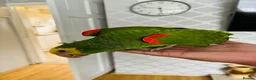 Parrots birds for sale: Yellow Headed Amazon in Stoke-on-Trent - Advert 2