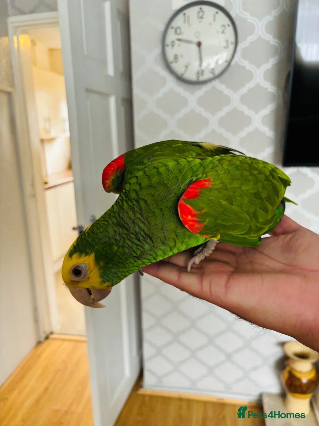 Parrots birds for sale: Yellow Headed Amazon in Stoke-on-Trent - Advert 2