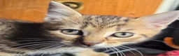 British Shorthair cats for sale: 2 male tabby kittens  - Advert 6