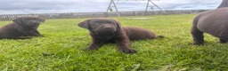 Labrador Retriever dogs for sale: Gorgeous Chunky Chocolate Labrador Puppies  in Tain - Advert 3