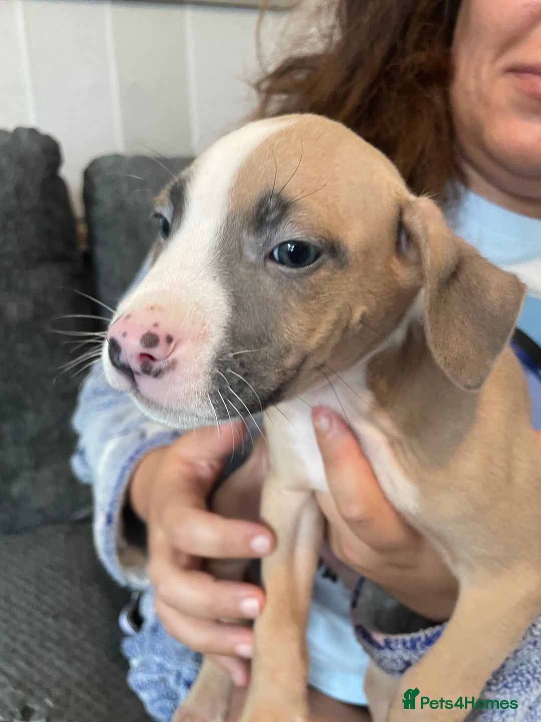 Mixed Breed dogs for sale: Presa canairo x American bulldog  - Image 6