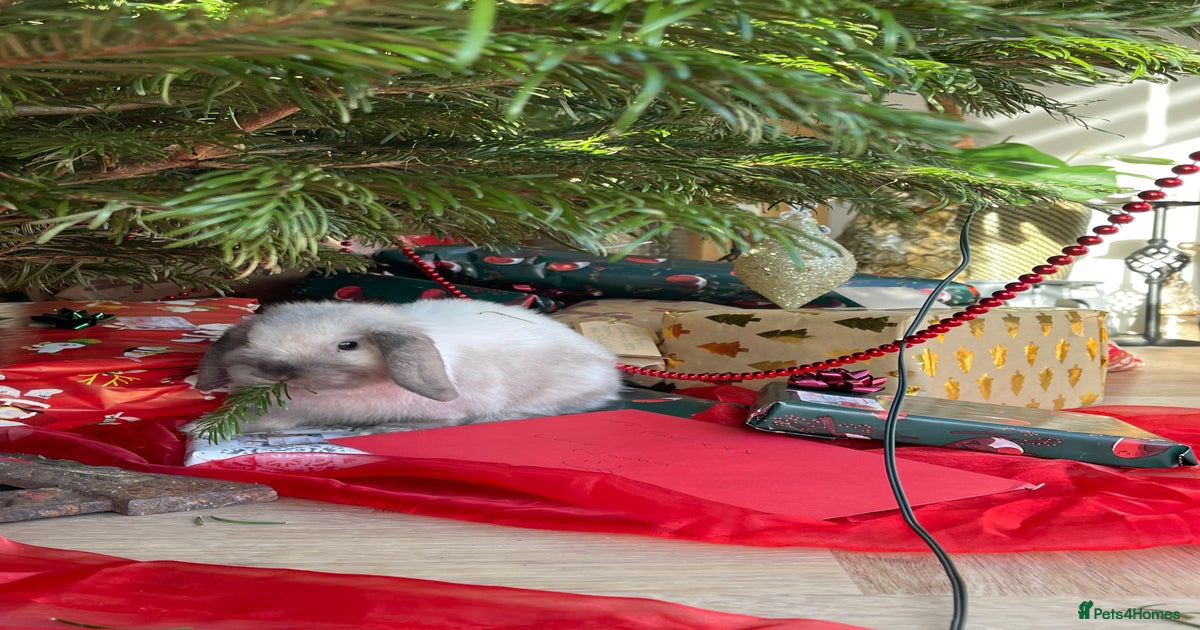 Cute male mini lop bunny🐰 for sale in Leeds | Pets4Homes