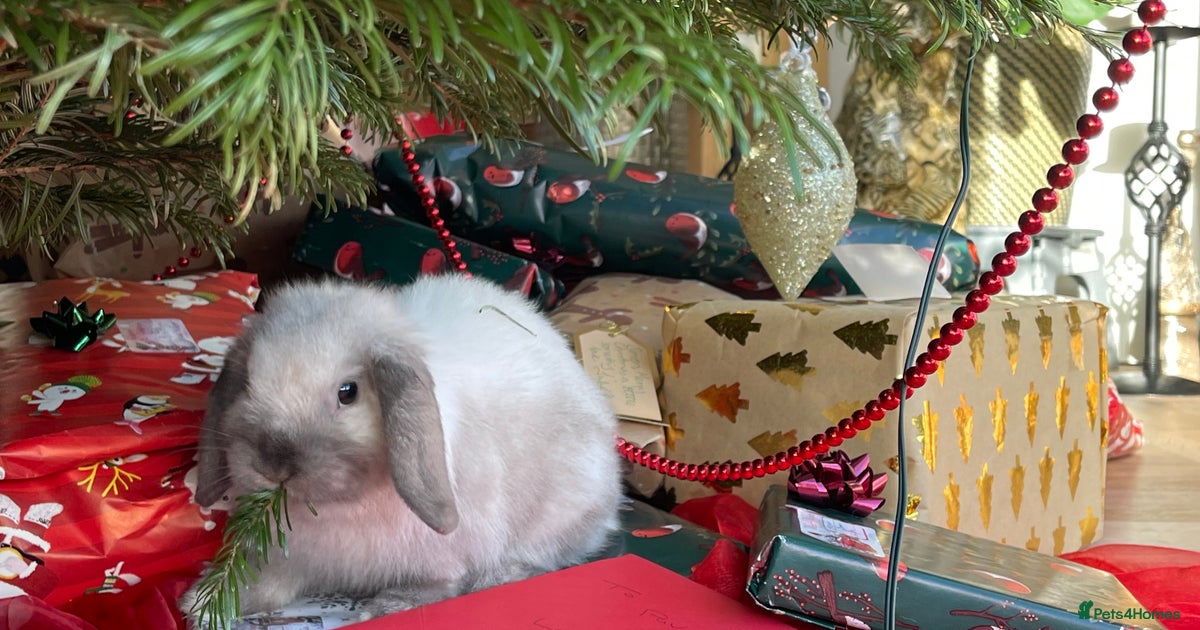 Cute male mini lop bunny🐰 for sale in Leeds | Pets4Homes