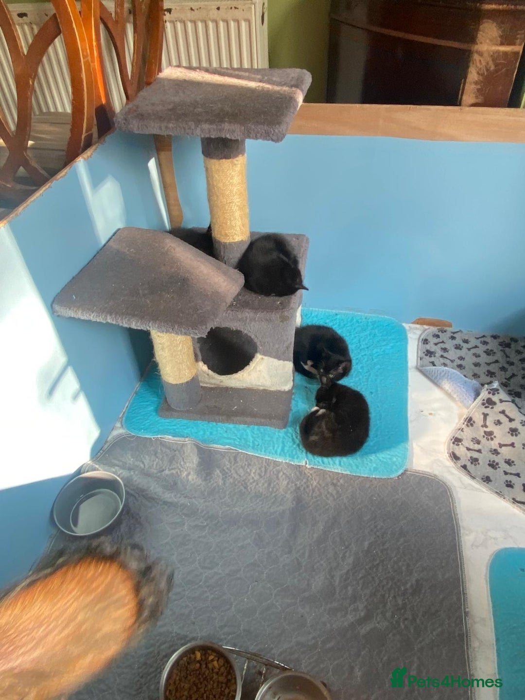 Mixed Breed cats for sale: 2 boys 1 girl left - Image 14