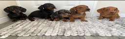 Miniature Dachshund dogs for sale: miniature dachshund  - Advert 1