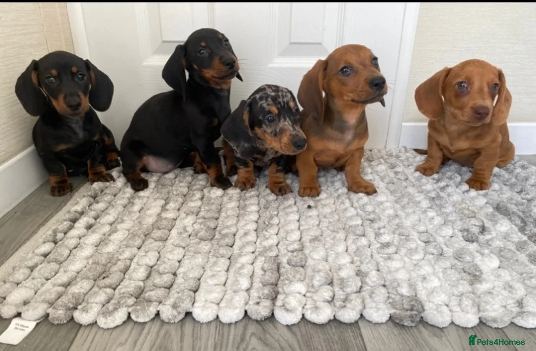 Miniature Dachshund dogs for sale: miniature dachshund  - Advert 1