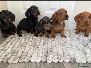 Miniature Dachshund dogs miniature dachshund - Advert 7