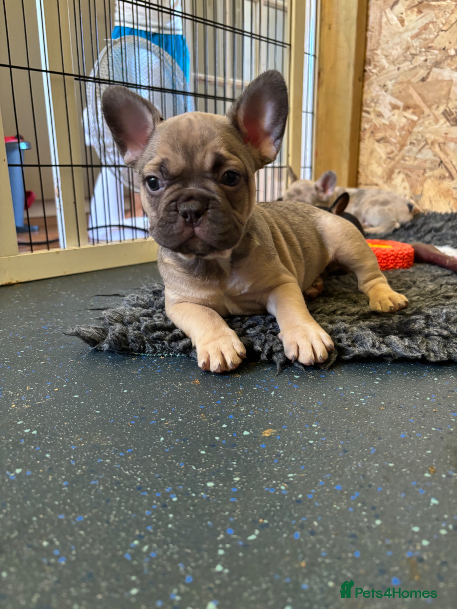 French Bulldog dogs French bulldog fluffy carriers last boy available  - Advert 1