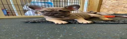 French Bulldog dogs for sale: ready last one available French bulldog puppy - Advert 5