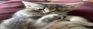 Peanut