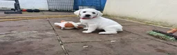 Goldador dogs for sale: Adorable White Golden Retriever x Labrador Pups  - Advert 11