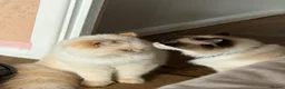 Ragdoll cats for sale: 4 year old female ragdoll - Advert 2