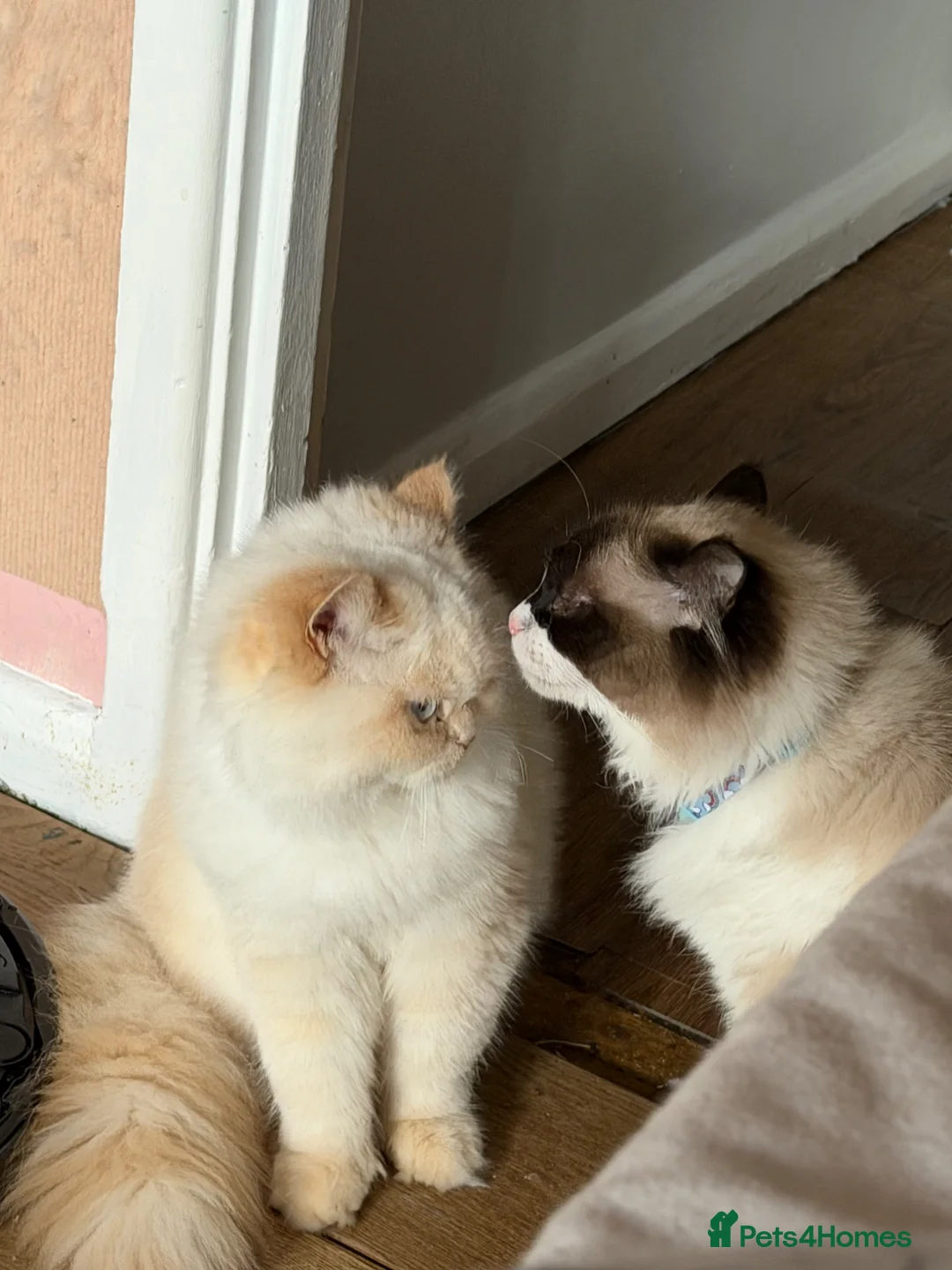 Ragdoll cats for sale: 4 year old female ragdoll - Advert 2