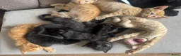 Domestic Shorthair cats for sale: Ginger girl/boy Black girl/boy kittens for sale  in Loughborough - Advert 32