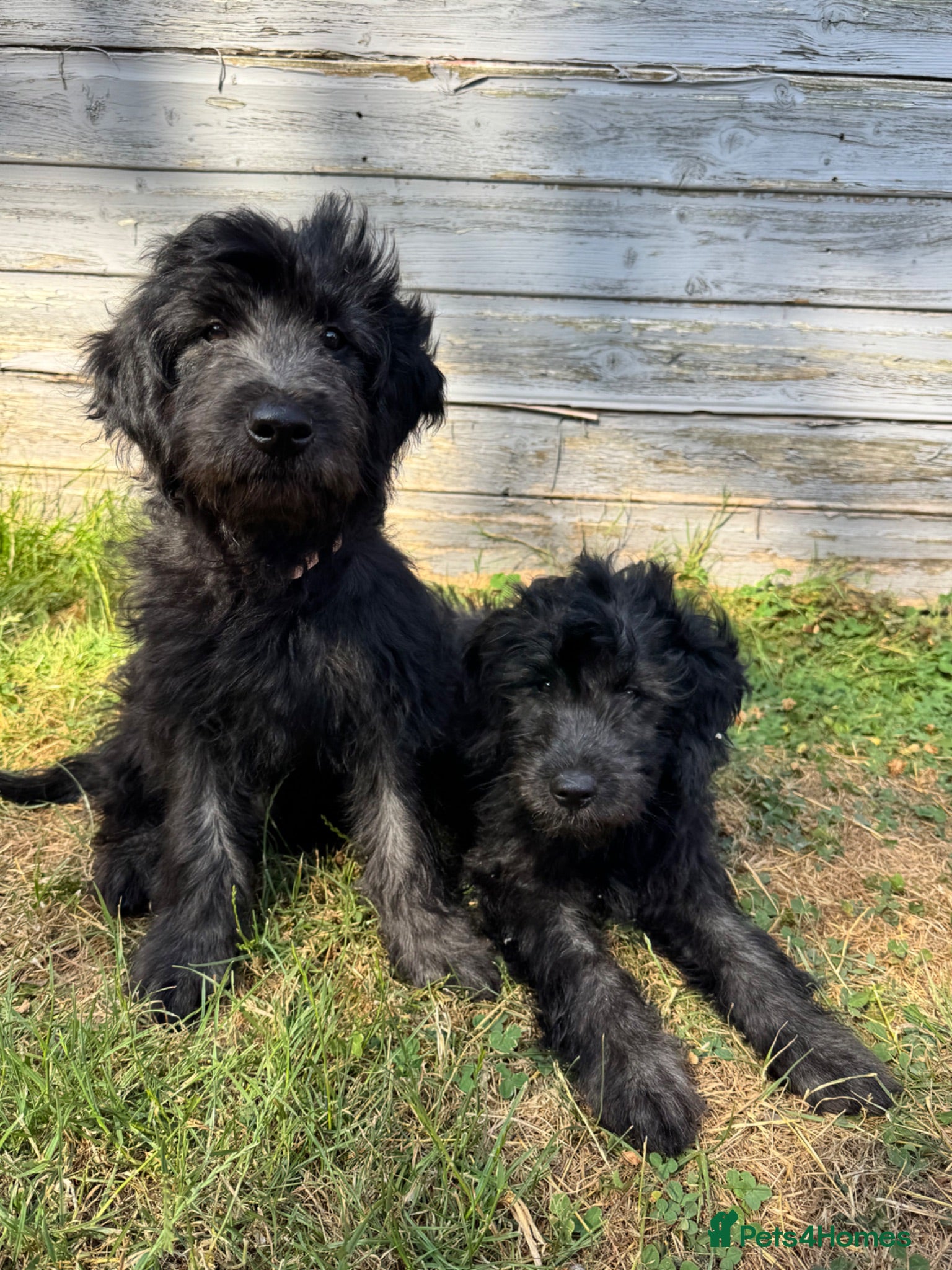 Mini Goldendoodle dogs F1 Mini SILVER Goldendoodle  *READY NOW* - Advert 1