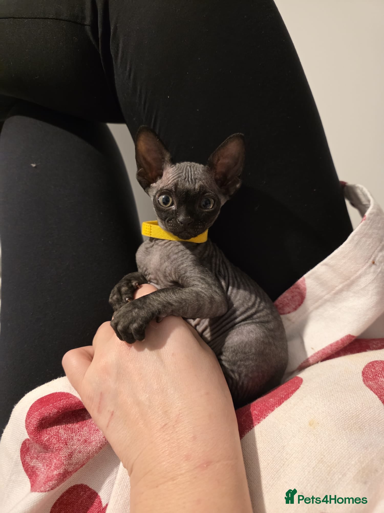 Sphynx cats Adorable kittens  - Advert 13