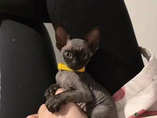 Sphynx cats Adorable kittens - Advert 13