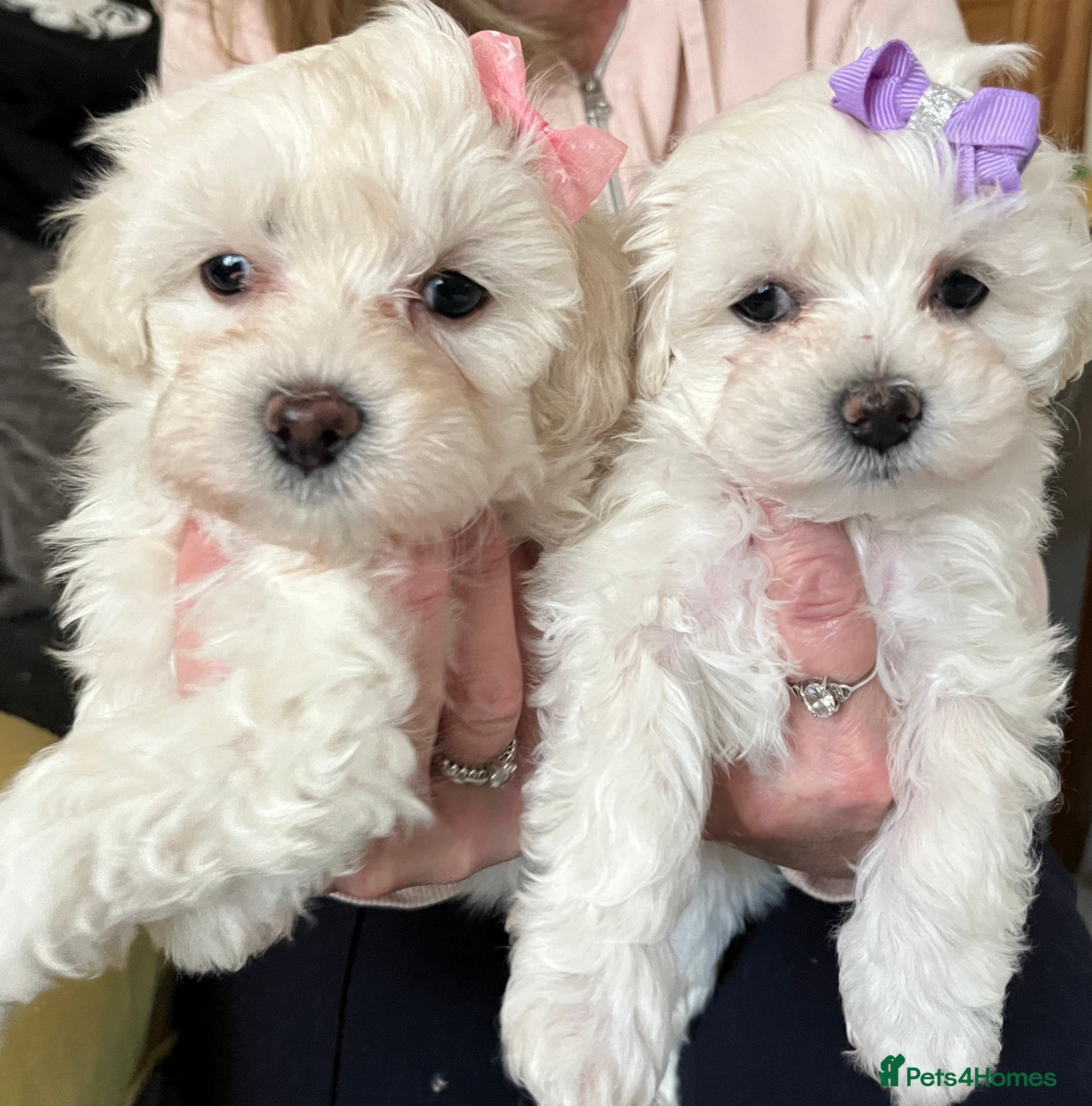 Maltipoo dogs 🐾Maltipoo Puppies🐾 (2 Girls Left) - Advert 16