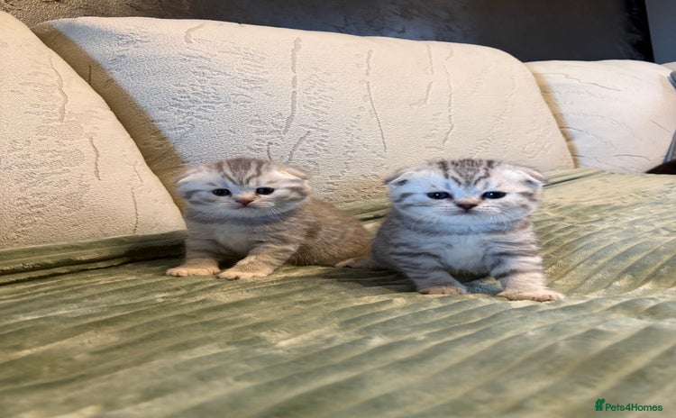 Scottish Fold cats Scottish fold&straight kittens - Advert 6