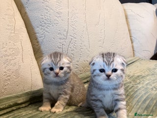 Scottish Fold cats Scottish fold&straight kittens - Advert 3