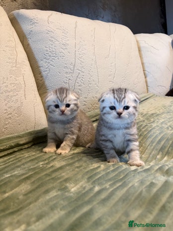 Scottish Fold cats Scottish fold&straight kittens - Advert 6