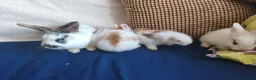 Mixed Breed rabbits for sale: CUTE FRIENDLY BUNNIES READY FOR FOREVER HOMES - Advert 24