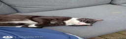 Domestic Shorthair cats for adoption: Gorgeous boy looking for loving forever home - Advert 1