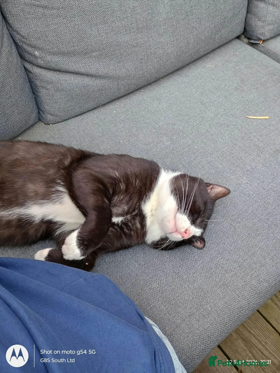 Domestic Shorthair cats for adoption: Gorgeous boy looking for loving forever home - Advert 1