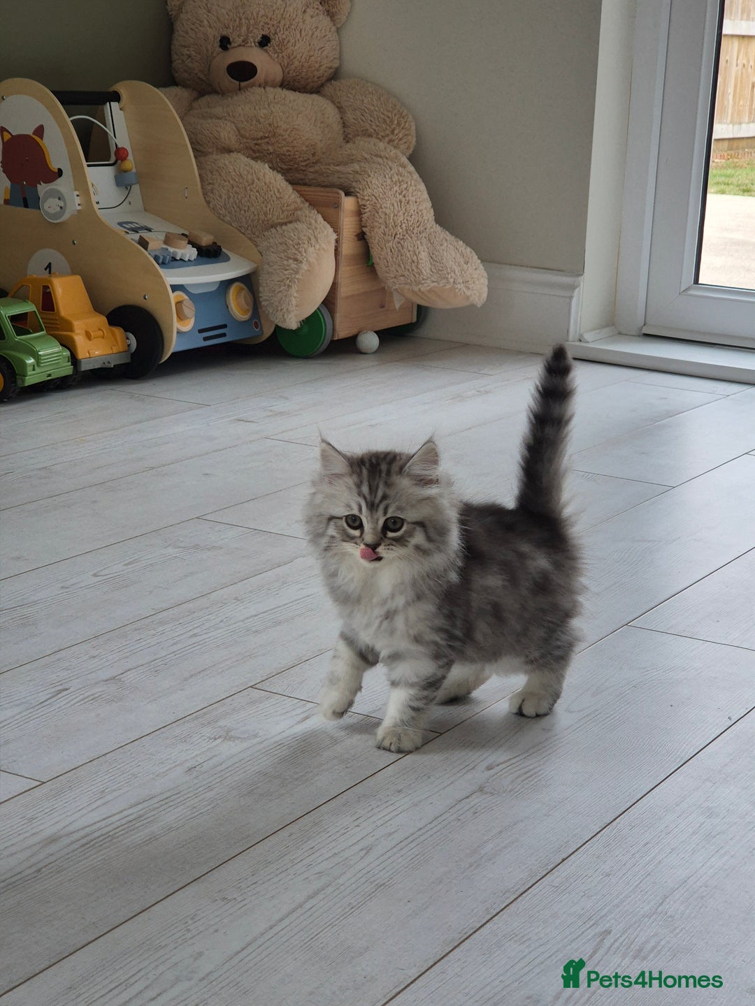 Persian cats for sale: 5 long haired kittens for sale - Image 14