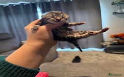 Mixed Breed cats for sale: Mixed kittens.  - Image 5