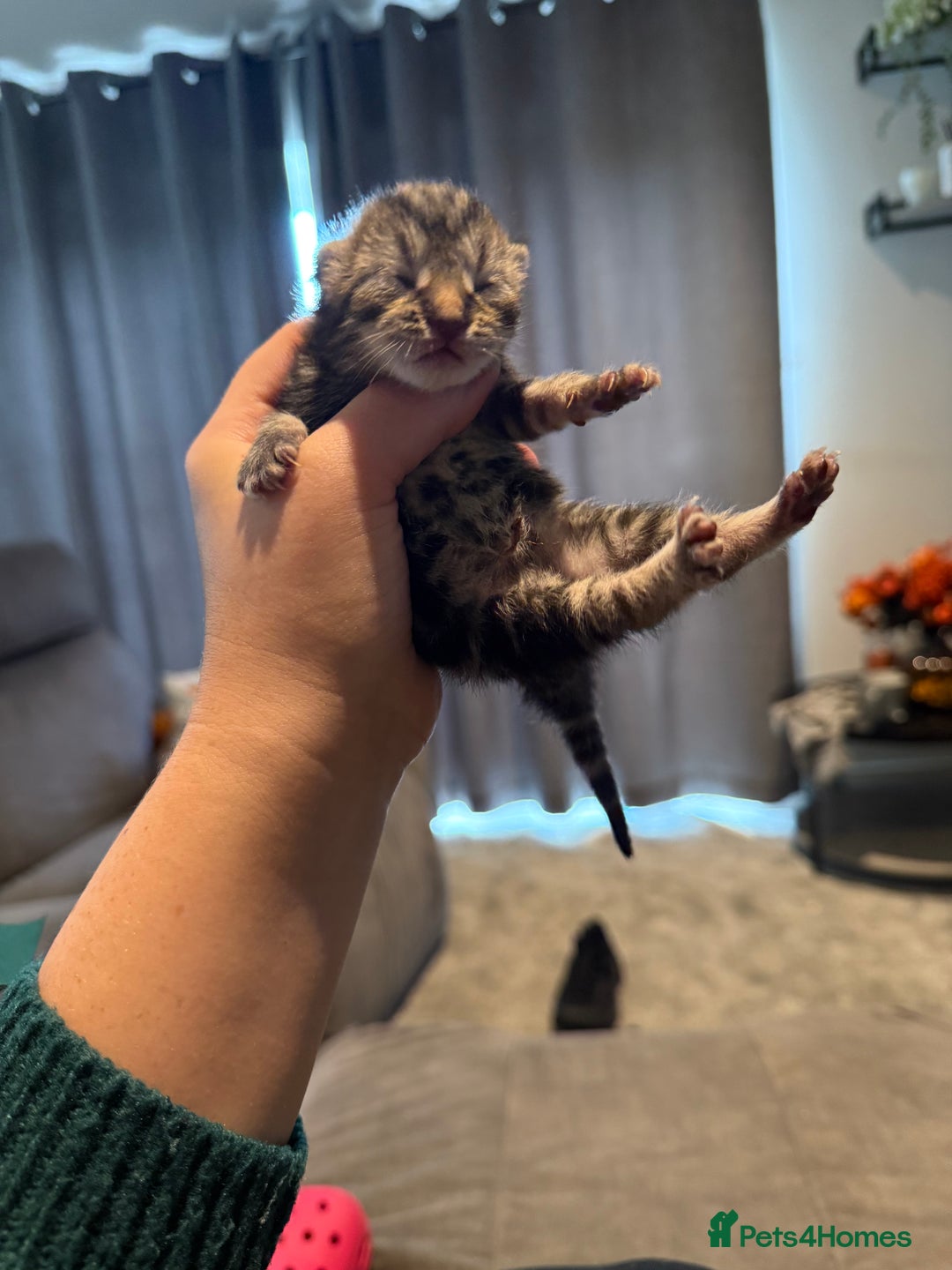 Mixed Breed cats for sale: Mixed kittens.  - Image 5
