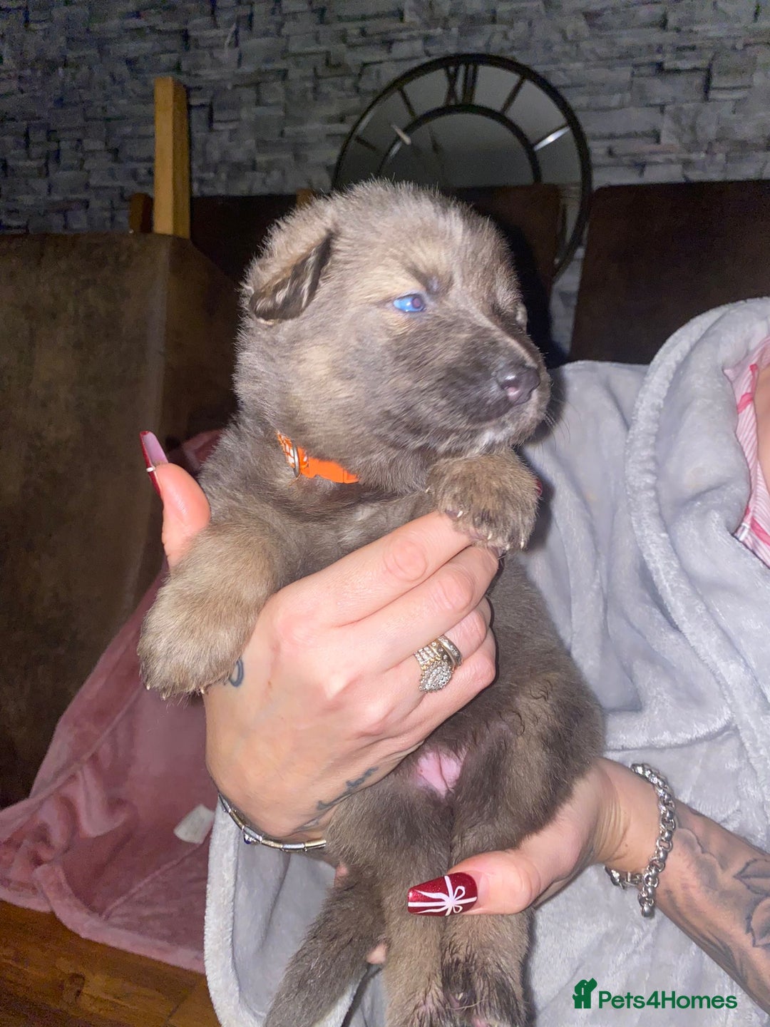 German Shepherd dogs for sale: Blue eyed long hair, blue German shepherds - Advert 11