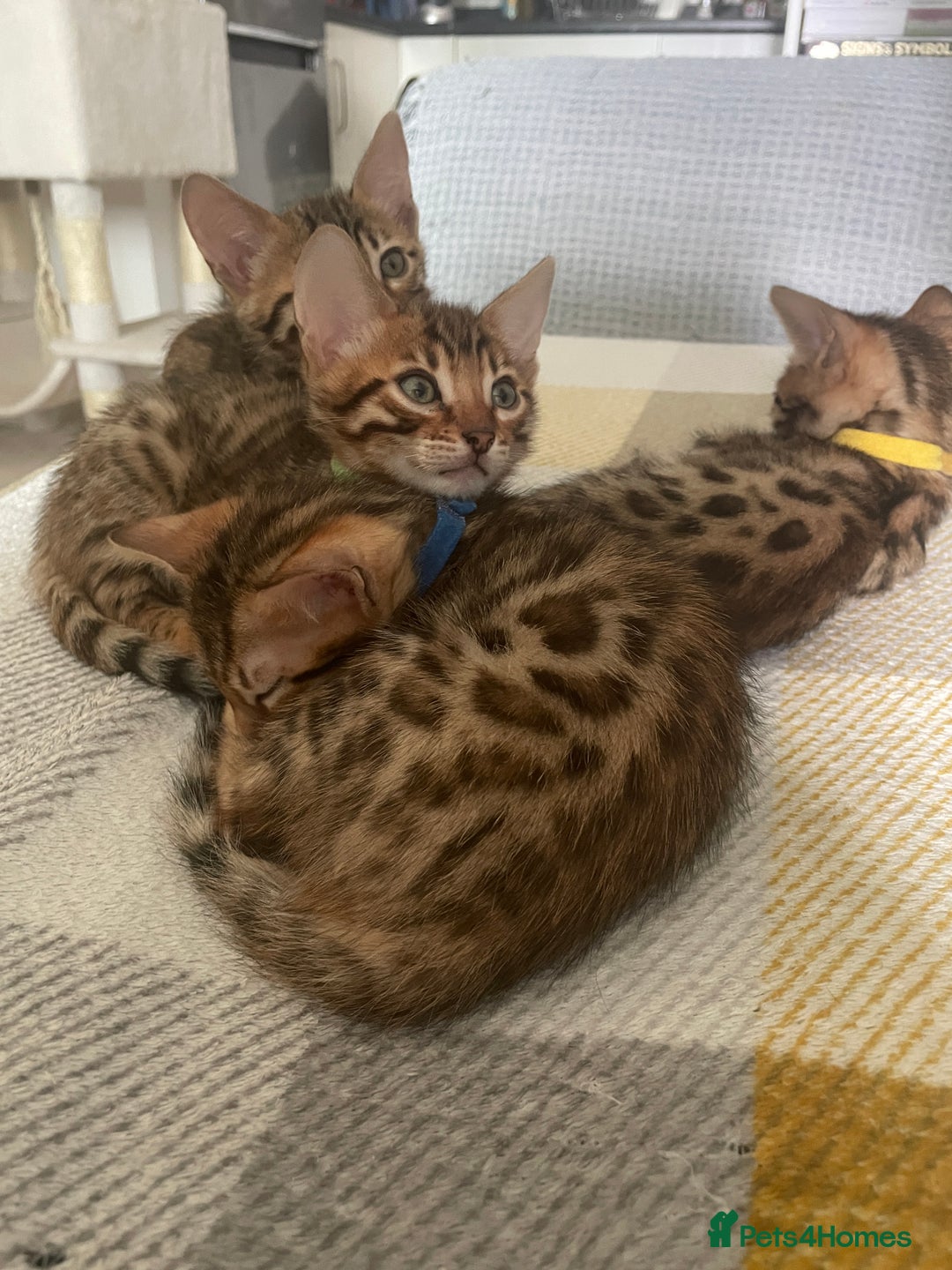 Bengal cats for sale:  🐾Four Beautiful Bengal Kittens🐾 - Image 29