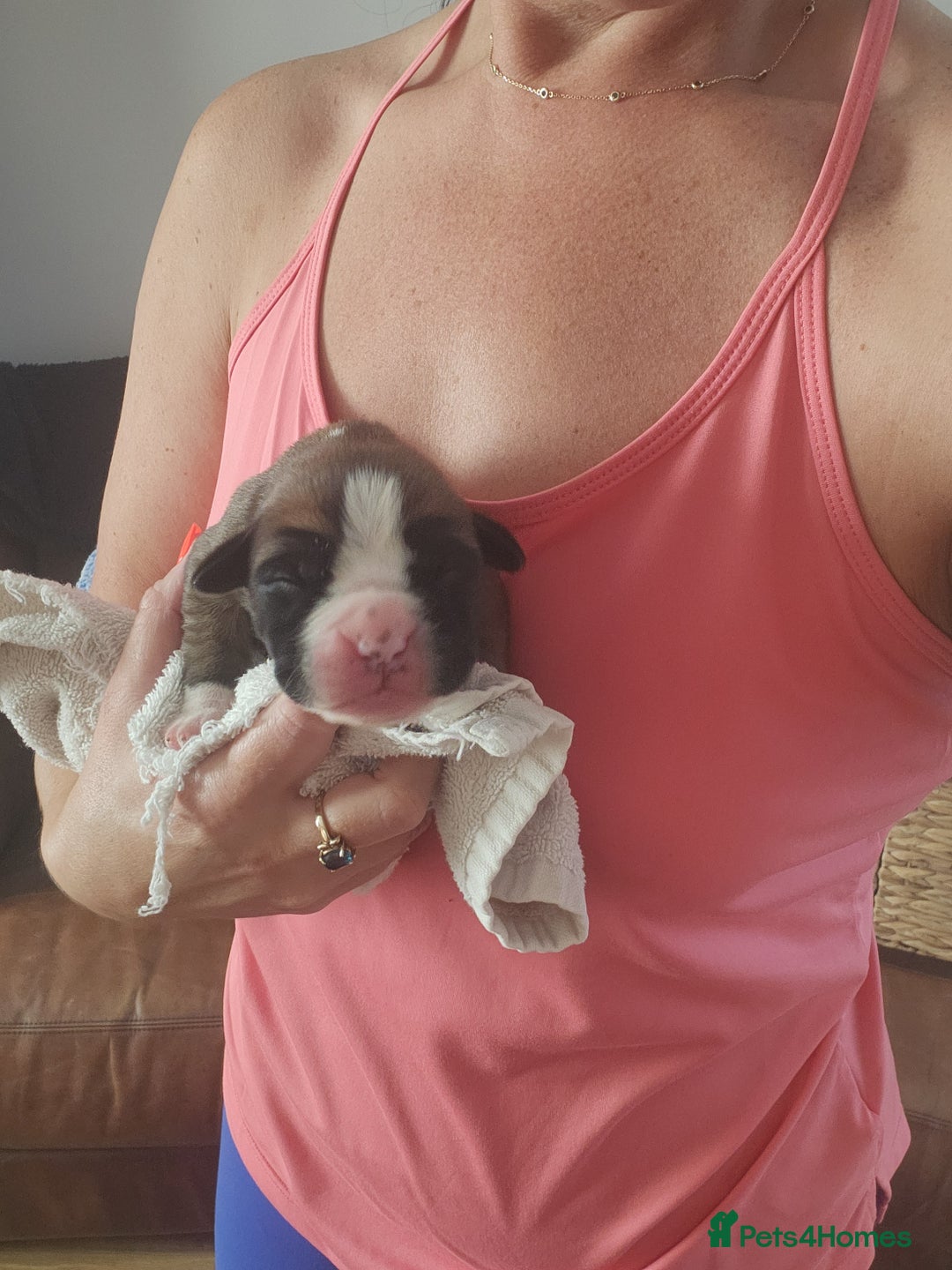 Boxer dogs for sale: 🌟KC REG BOBTAIL BOXER PUPS🌟 - Image 8