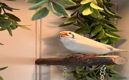 Finches birds for sale: Zebra finch - Image 8