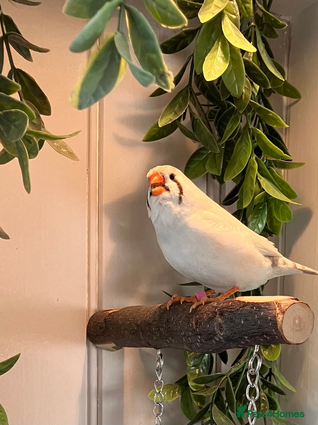 Finches birds for sale: Zebra finch - Image 8