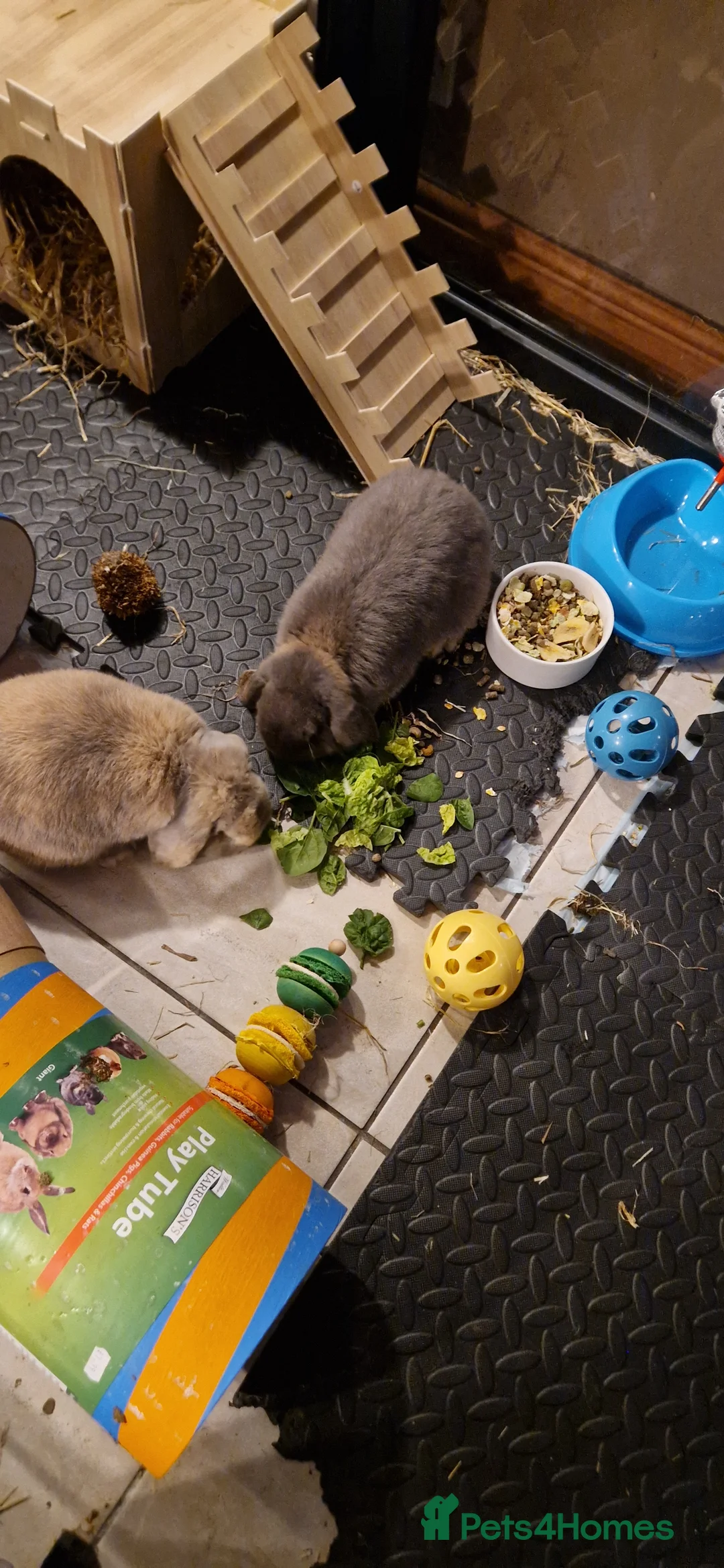French Lop rabbits for sale: 2 neutered male bonded French lops - Advert 2