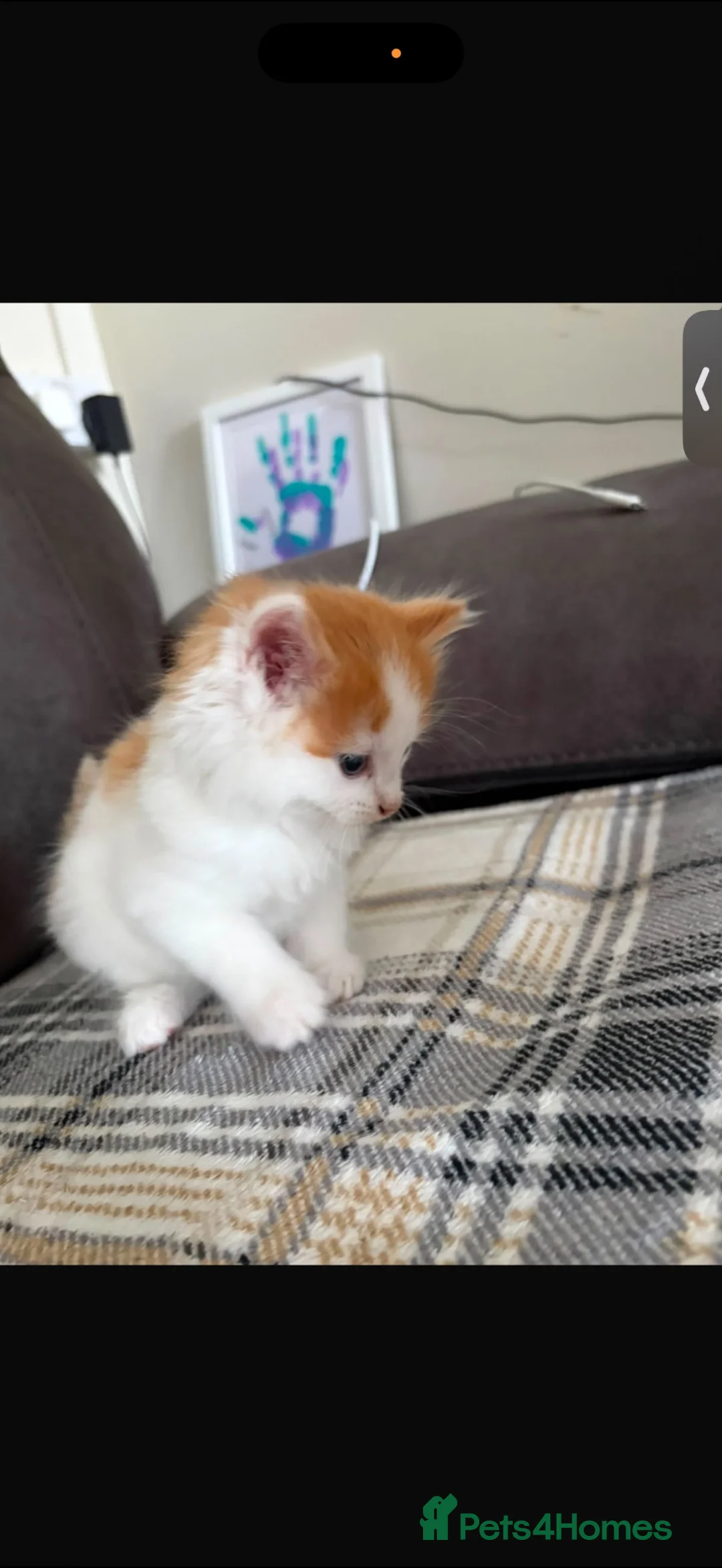 Mixed Breed cats for sale: 4 kittens  - Advert 2