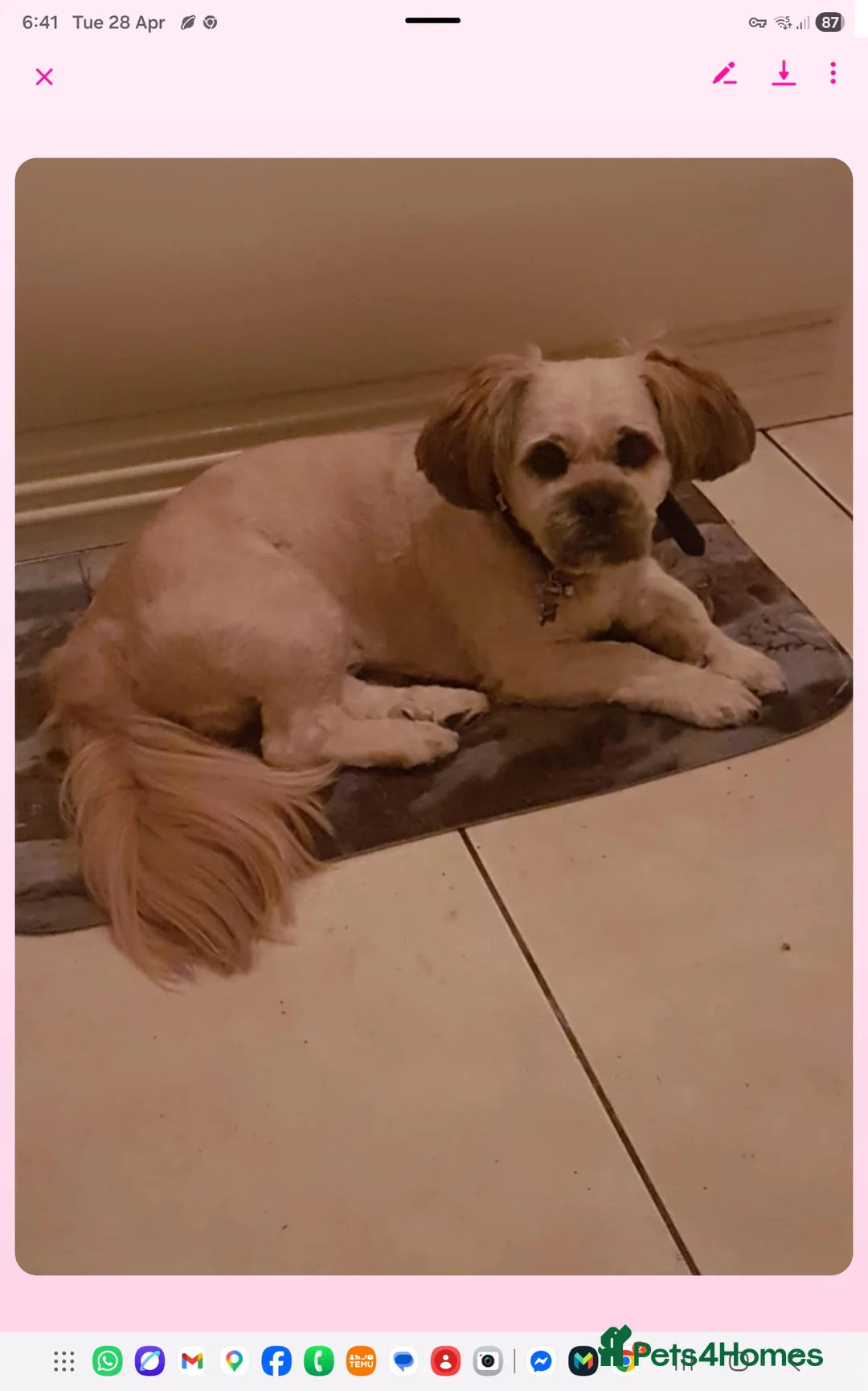 Lhasa Apso dogs for sale: Lhasa pups for sale - Advert 2