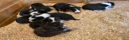 Border Collie dogs for sale: Border Collie Puppies For Sale  - Advert 13