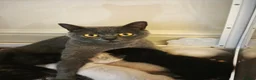 British Shorthair cats for sale: Beautiful British Shorthair Kittens in Darlington - Advert 3