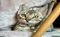 Bengal cats for sale: Silver Bengal looking for loving home  - Image 9