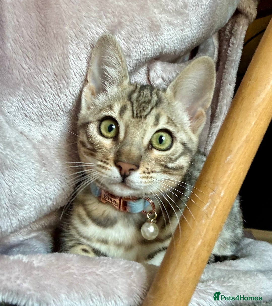 Bengal cats for sale: Silver Bengal looking for loving home  - Image 9