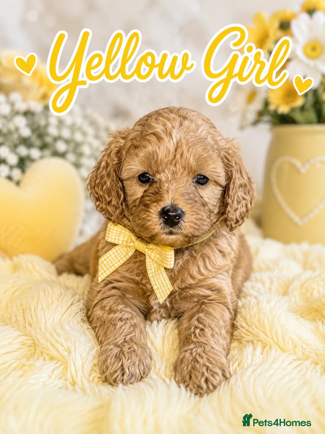 Cavapoo dogs Family Raised Cavapoo Puppies ready to Reserve!  - Advert 2