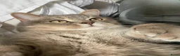 British Shorthair cats for sale: 2 Year Old Male Cat Looking for His Forever Home in London - Advert 2