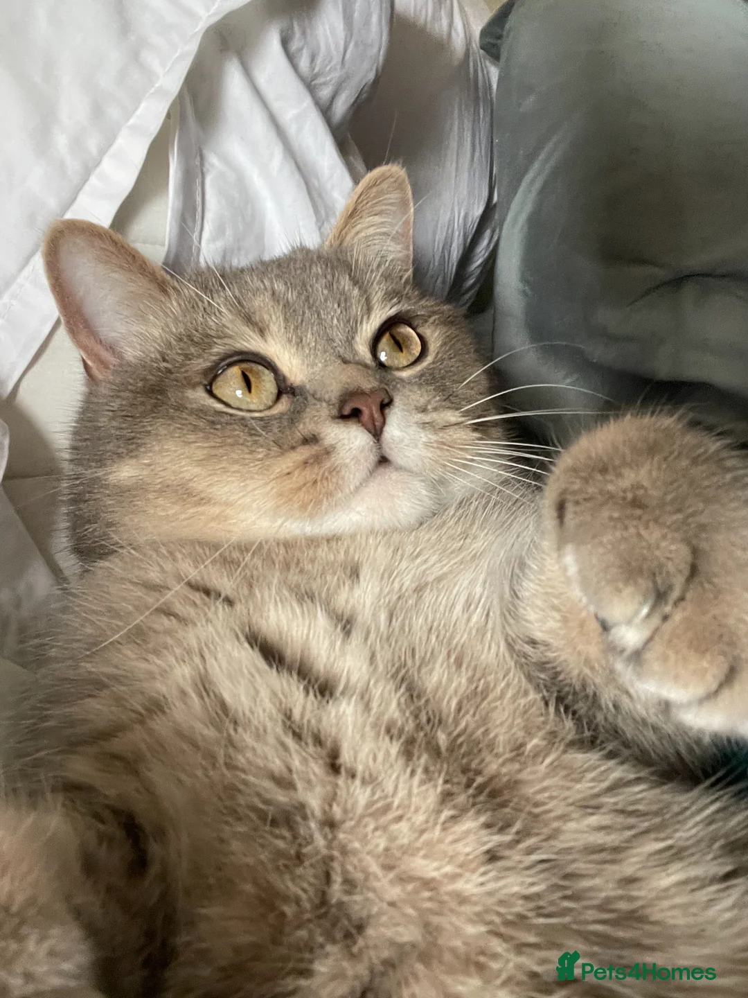 British Shorthair cats for sale: 2 Year Old Male Cat Looking for His Forever Home in London - Advert 2