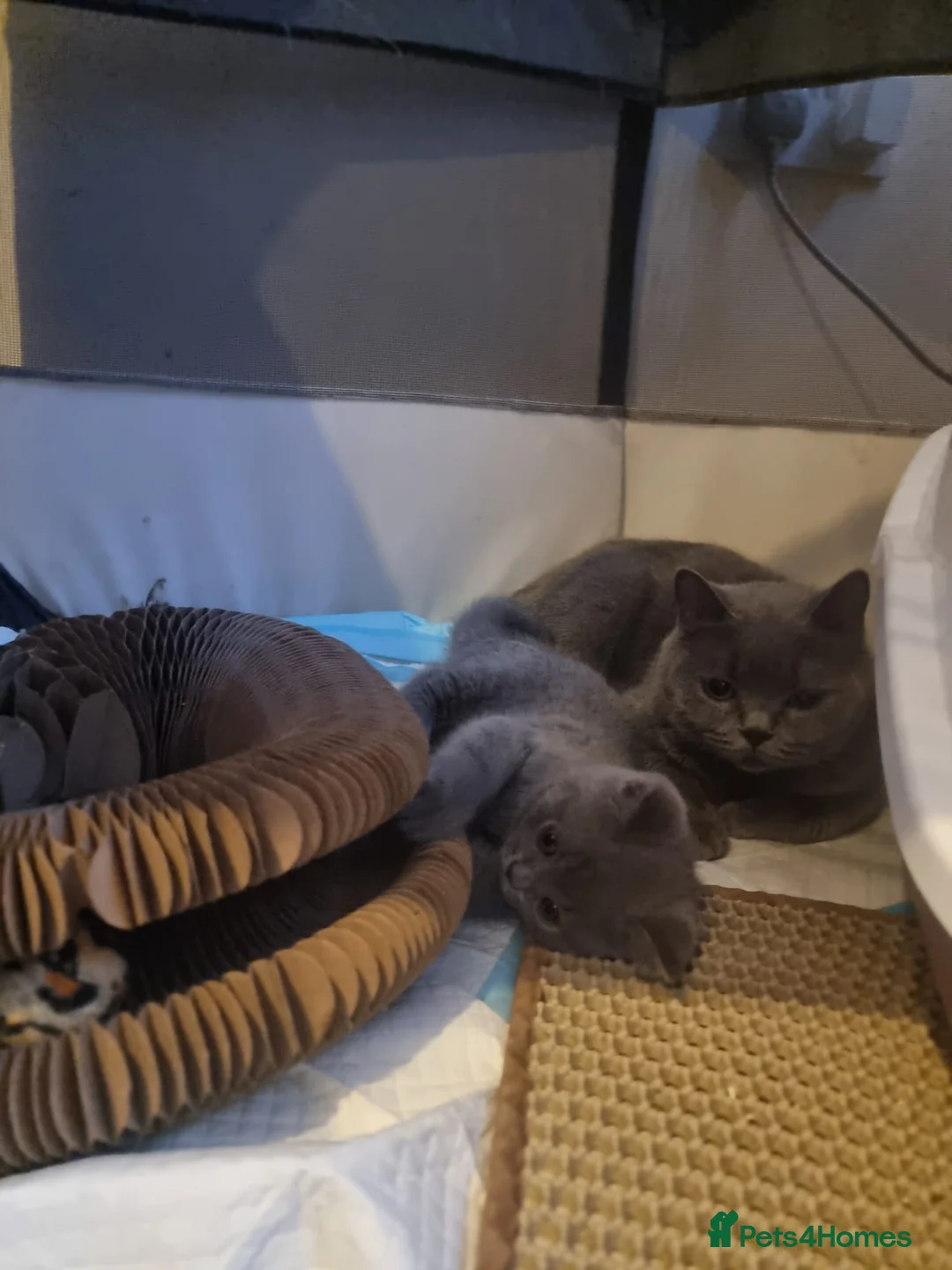 British Shorthair cats for sale: Left 3 BSH Kittens Pedigree GCCF Ready 2 July 2026 - Advert 1