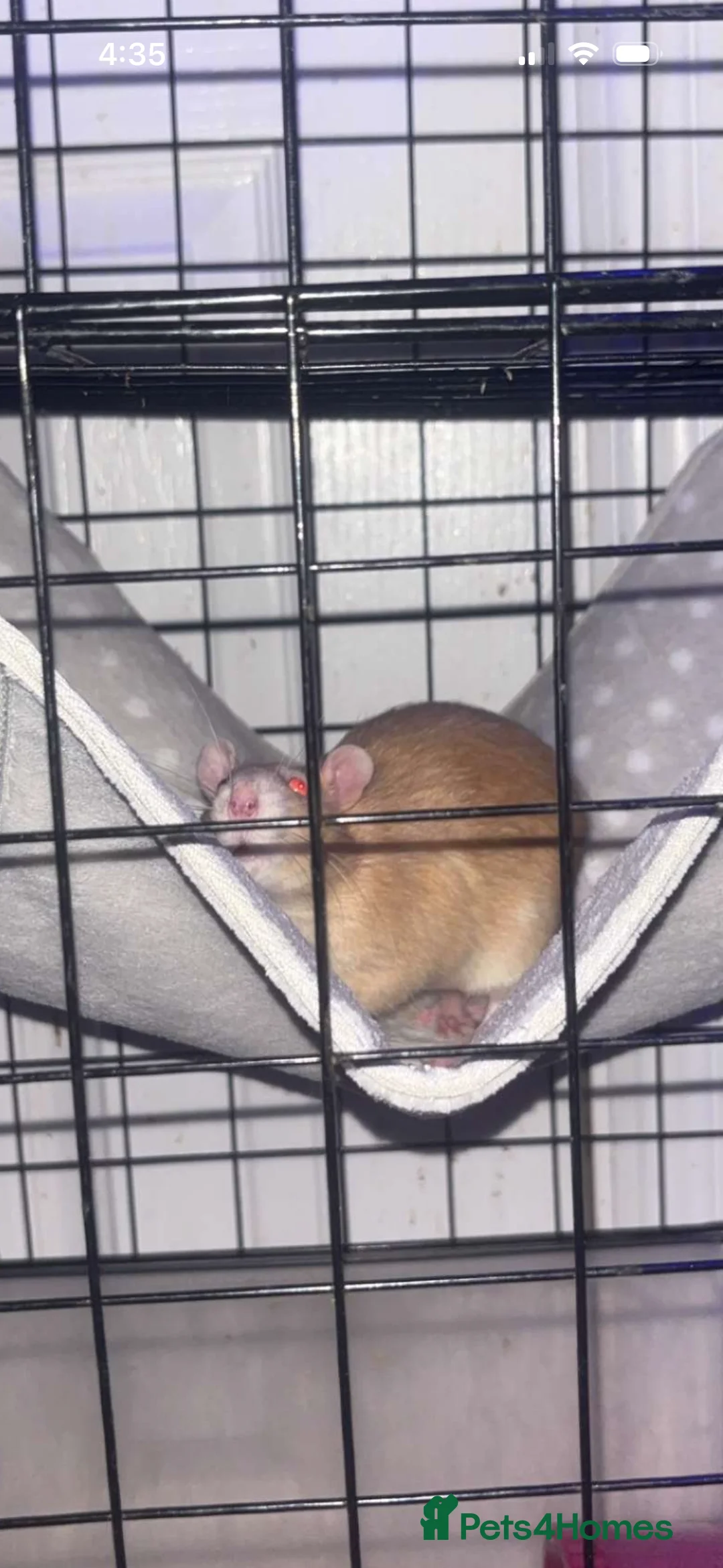Rat rodents for sale: young male rat for free - Advert 2