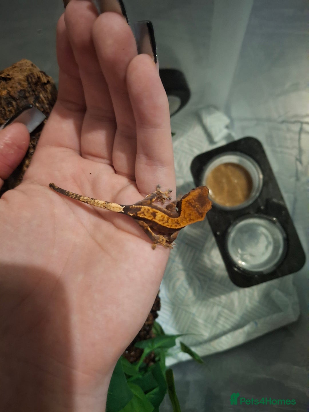 Gecko reptiles for sale: Baby crested geckos  in Doncaster - Image 6